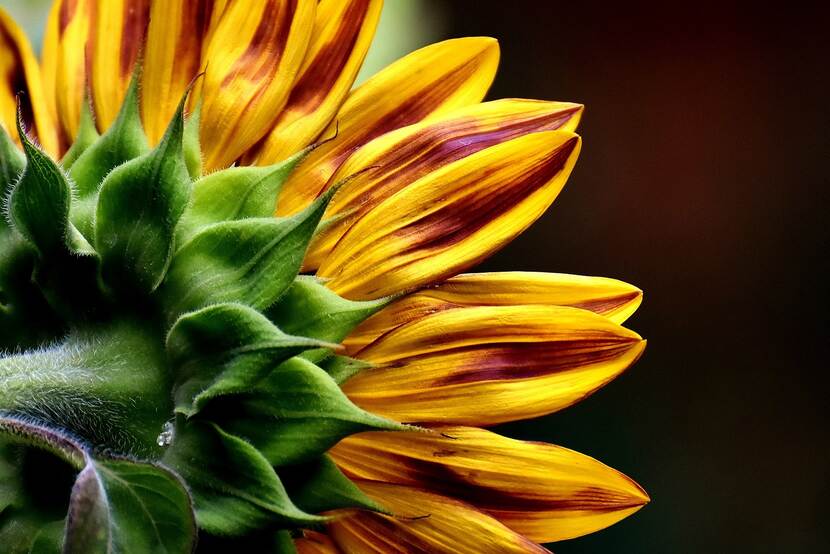 Picture of a sunflower