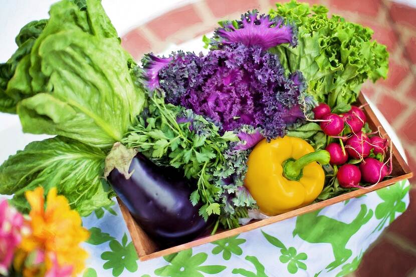 Freshly harvested organic vegetables on a table