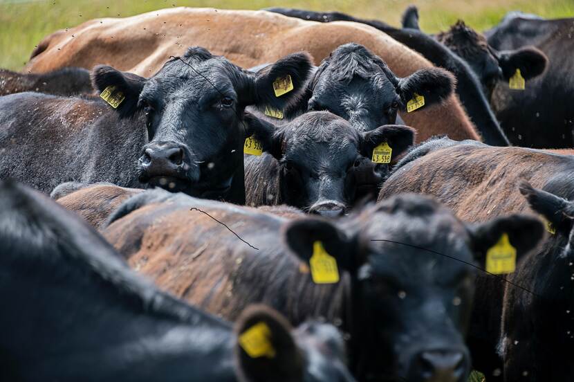 Wagyu cattle on a field. Their fur is black. A few are looking directly into the camera.