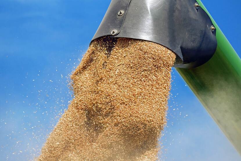 An agricultural machine letting out a stream of harvested wheat grain.