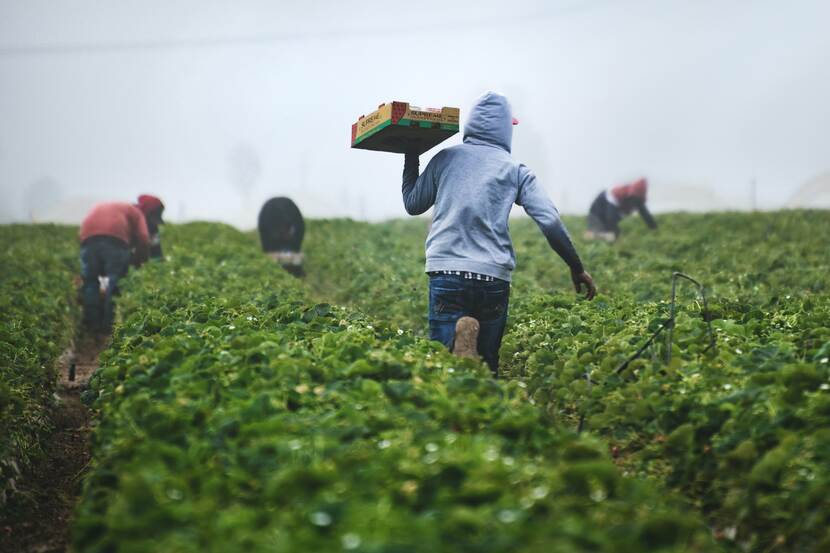 Workers harvesting strawberries in a plantation.