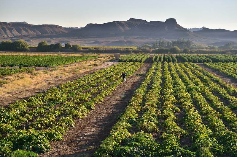 South Africa's agricultural sector