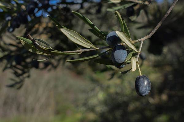 Less export of Spanish olives to US