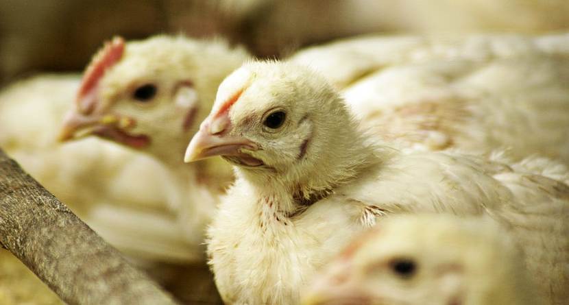Five keys to understanding the poultry sector in Spain