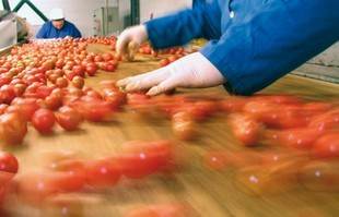 Sorteren van tomaten in fabriek