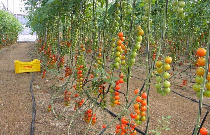 Cultivation of tomatoes