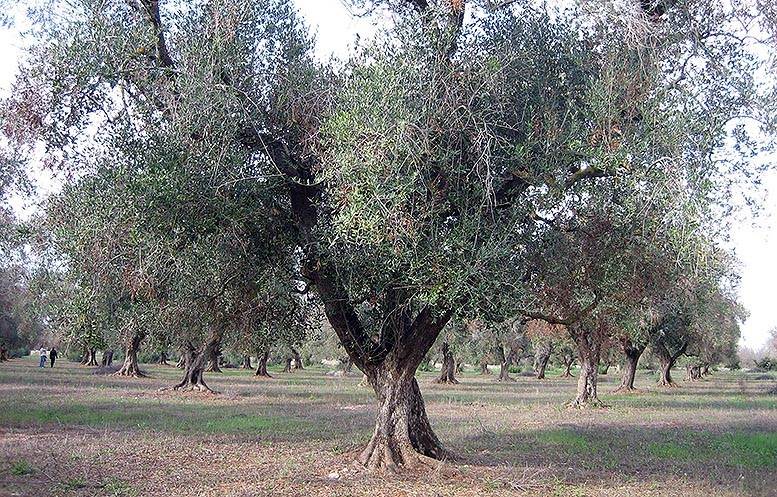 Spain: Natural predators of the insect which transmits Xylella are found