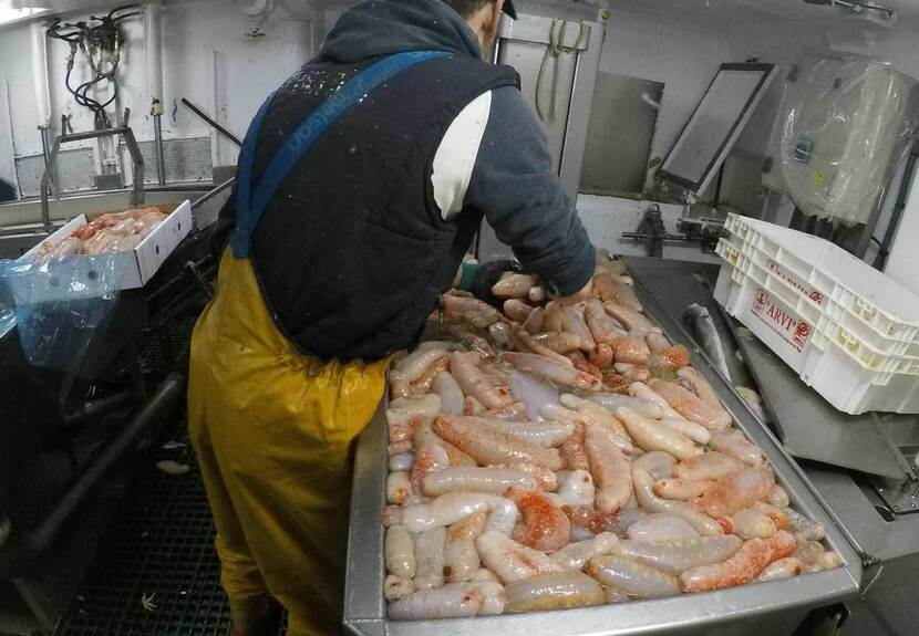 Spanje: Spaanse vissersvloot brengt zeekomkommers op Aziatisch markt