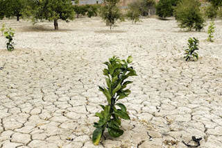 Desertificación de suelos