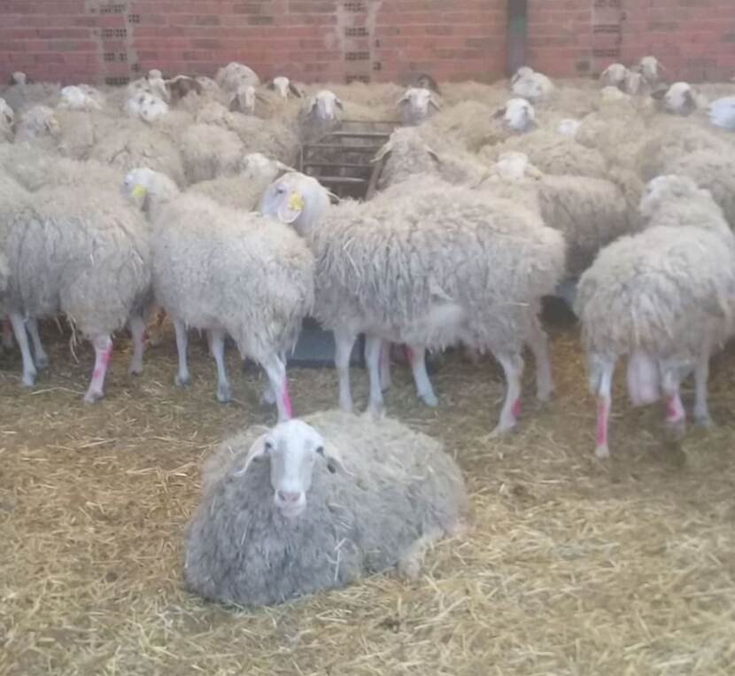 Ovejas con lana