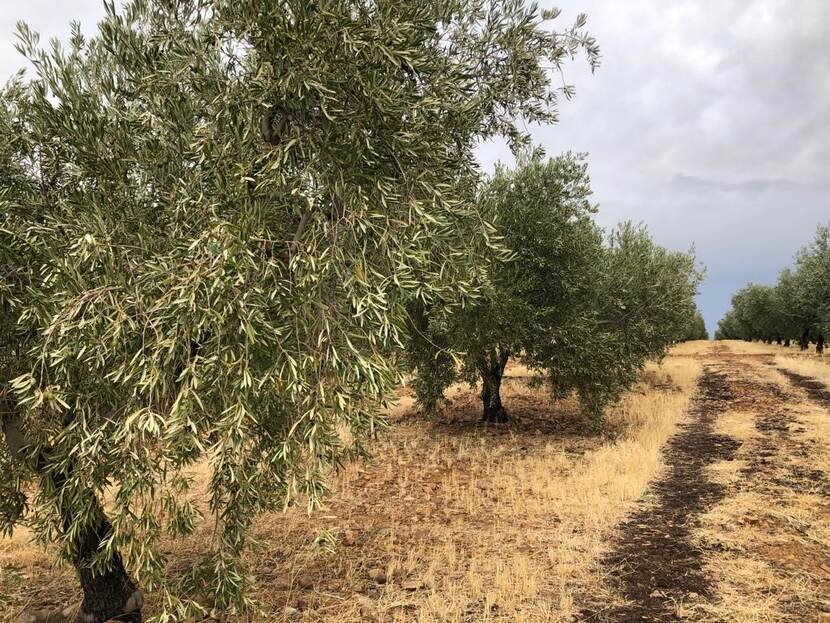 Bodembedekking en compost in de olijfgaard