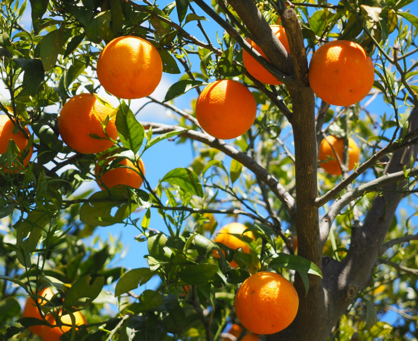 Naranjas en campo