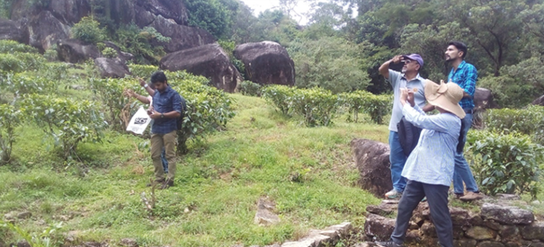 A team of colleagues of the Sri Lankan University of Peradeniya conducts a baseline study on the tea plantation