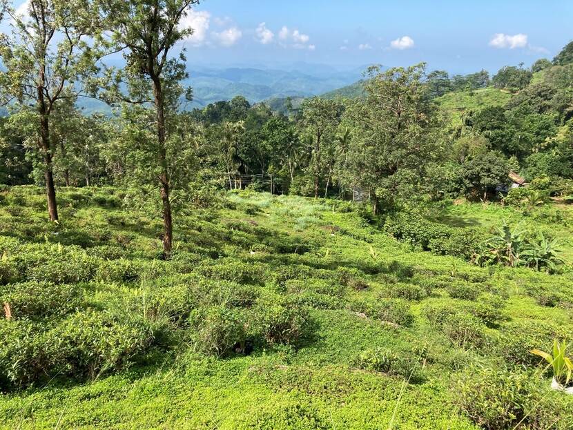 Degraded section of tea plantation that participates in the project