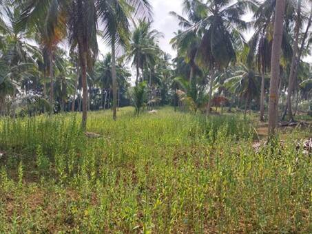 Pilot plot on coconut plantation coconut palms combined with nitrogen-fixing