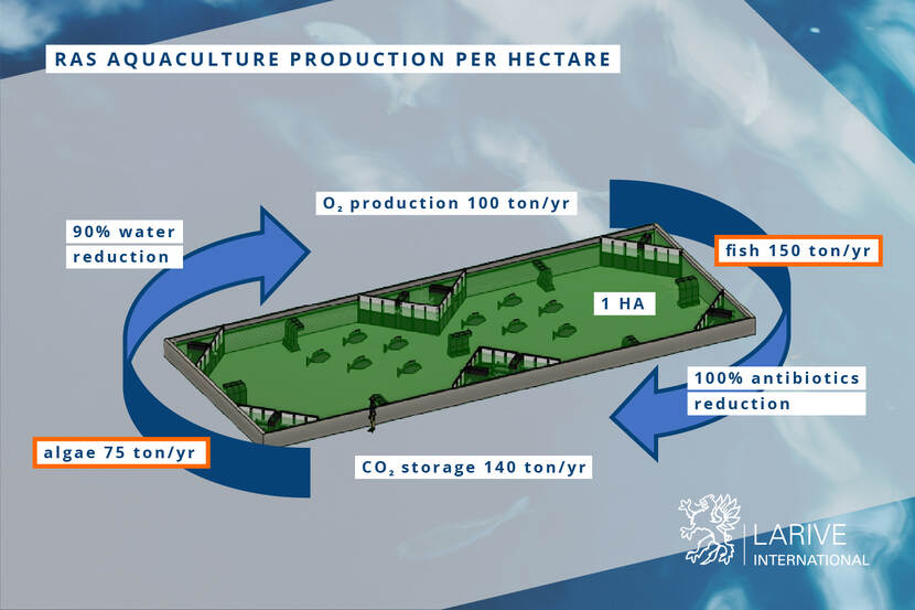 RAS aquaculture production