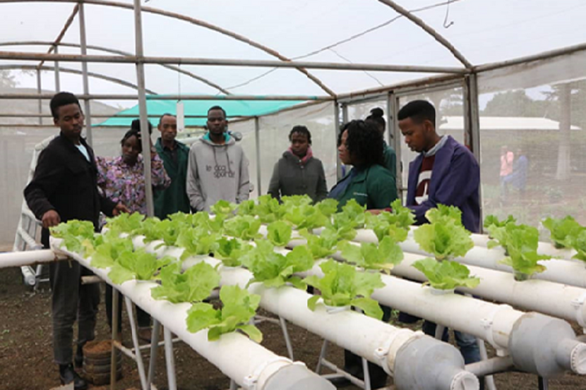 Hydroponic system for leafy vegetables at the VIABLE farm