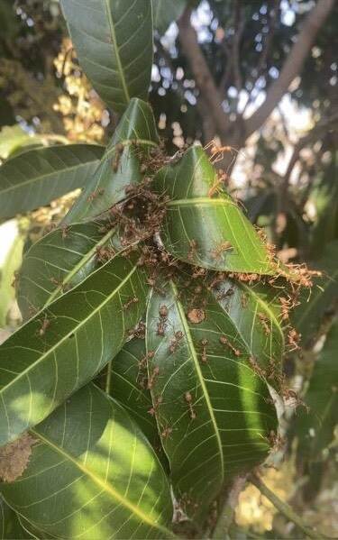 Weaver ant on mango tree in Pakchong