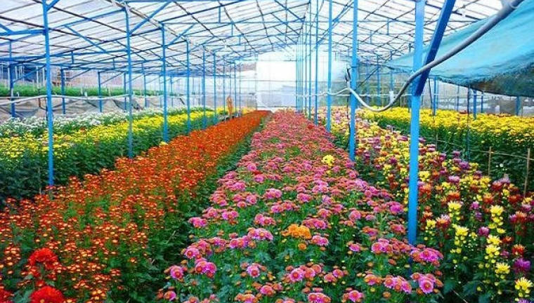 Flower garden in Dalat