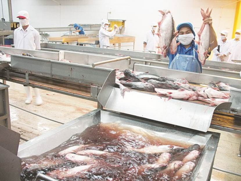 Fish processing