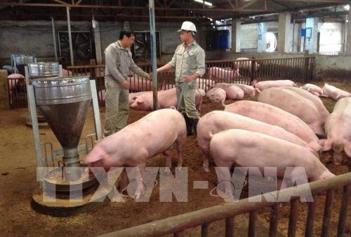 Pig farm in Dong Nai