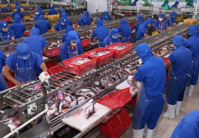 Tra fish processing