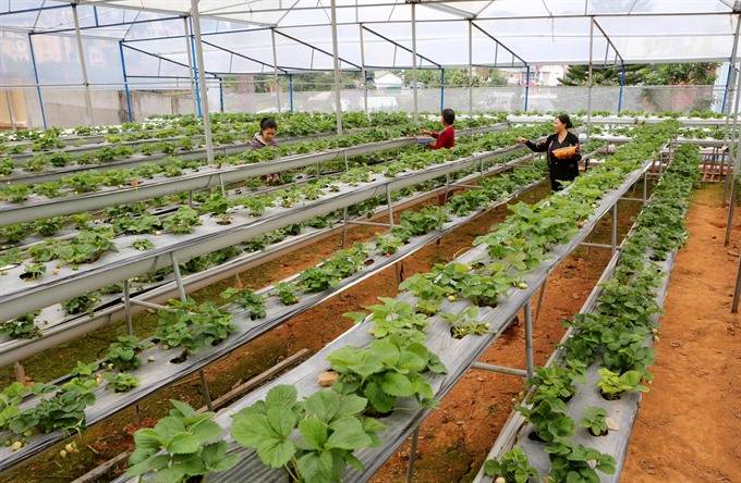 Strawberry farm in Dalat