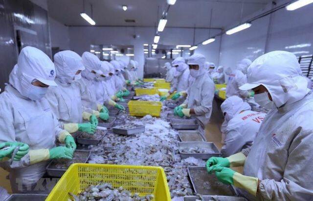 Export shrimp processing line