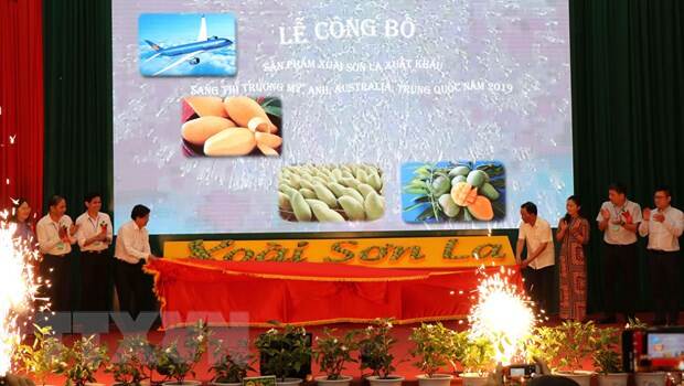 The mango export ceremony in Son La