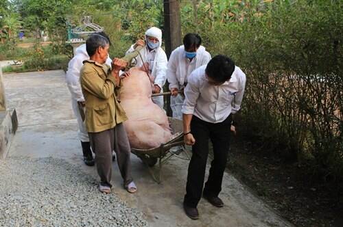A pig is transported away for disposal in Thua Thien Hue