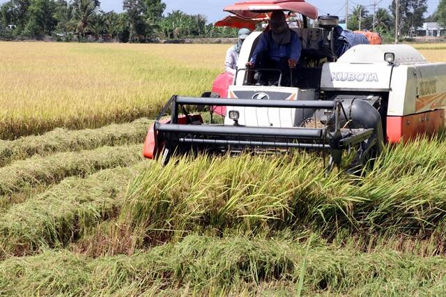 Rice harvesting in Soc Trang