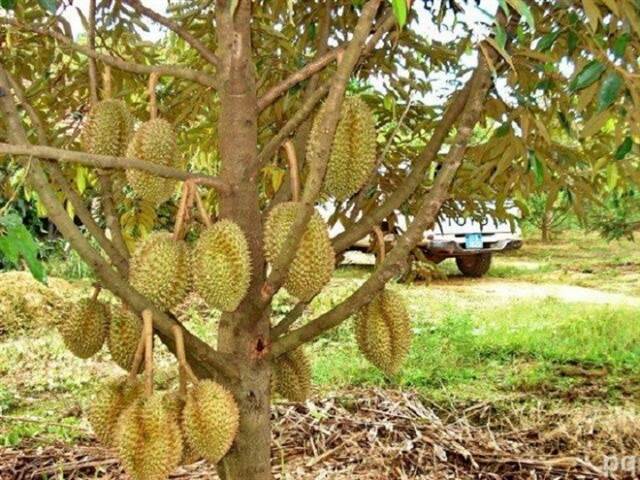 A durian fruit farm in the Vinh Long province