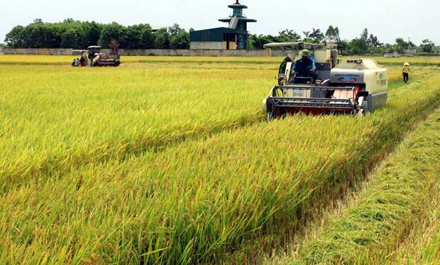 Harvesting spring rice crop in  Thai Binh province