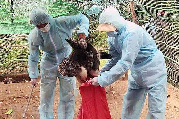 Veterinary staff collect infected chickens