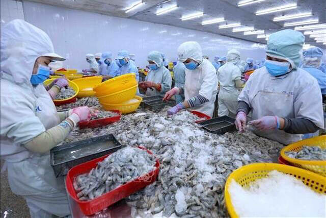 Workers process shrimp for export at the Ba Hai Company in Phu Yen province