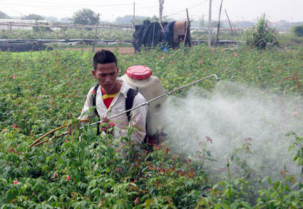 Pesticides use in Vietnam