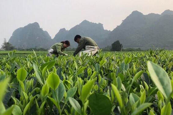 Vietnam crop