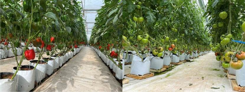 Modern sweet pepper and tomato production on substrate