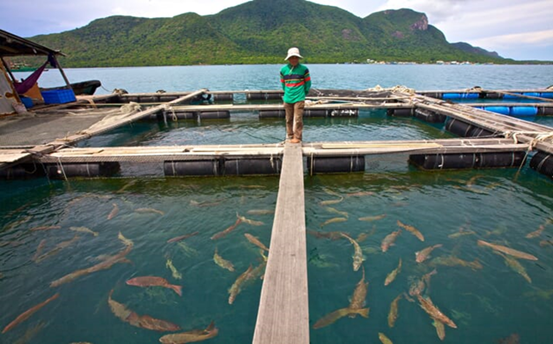 IDH wants aquaculture certification schemes to be trained to use verified data when it addresses living wage gaps © Stephen Bures