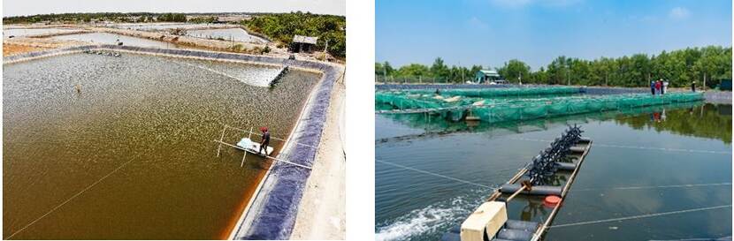 Aqua farm in Vietnam