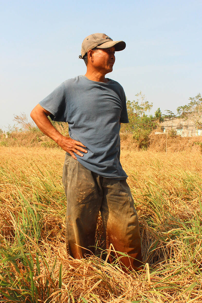 Boer Bac Lieu overziet schade aan zijn rijstveld na bevloeiing met zout water