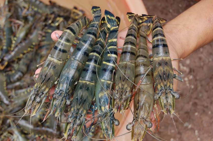 Vietnamese black tiger shrimps