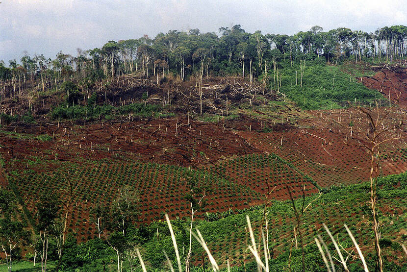 Deforestation for coffee plantations in Viet Nam's Central Highlands by migrants
