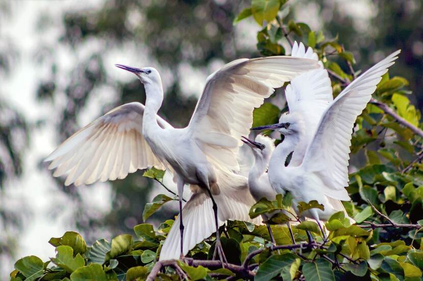 White storks