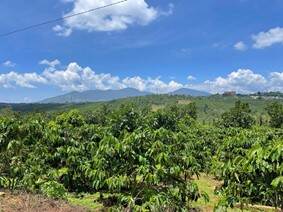 coffee farm