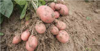 Oogst aardappelen (rosagold)