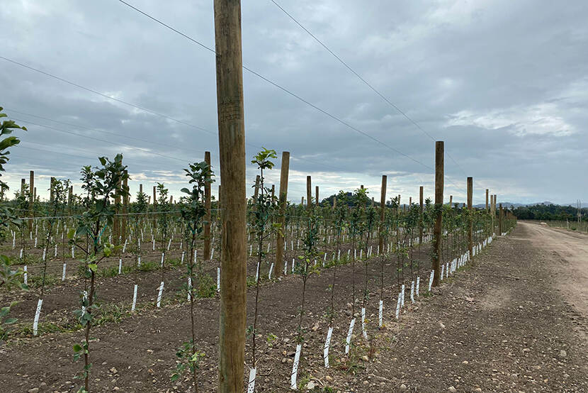 Nieuw fruitteeltbedrijf in Kentucky met 125.000 jonge appelbomen