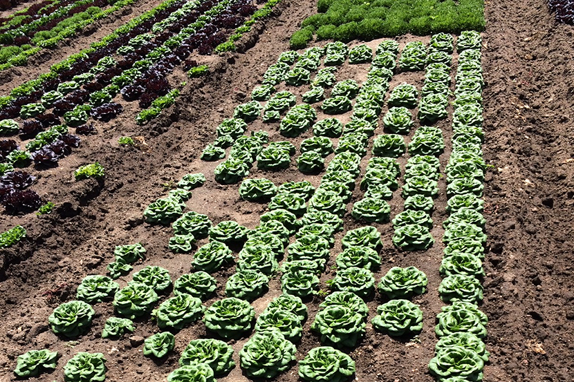 Salinas Valley, Californië