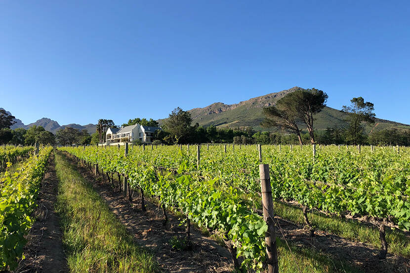 Wijngaard in de Kaap
