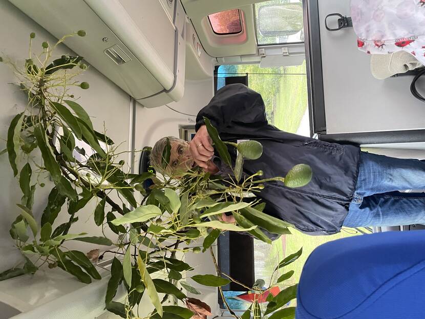 Man makes a presentation while holding the branch of an avocado tree in a bus